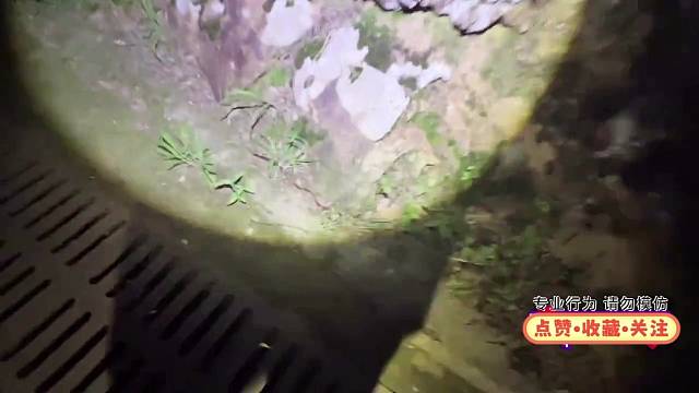 直播寻找剧毒珊瑚蛇…