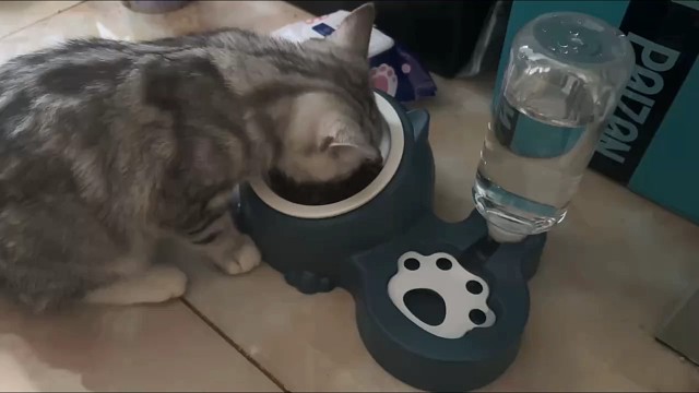 平时是个捣蛋鬼，喂食时是个乖宝宝