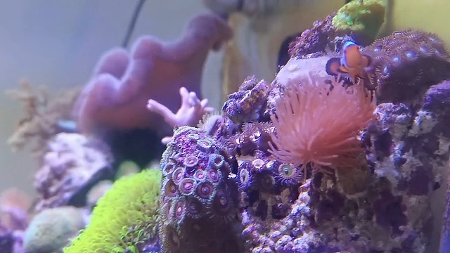 小丑鱼好可爱啊