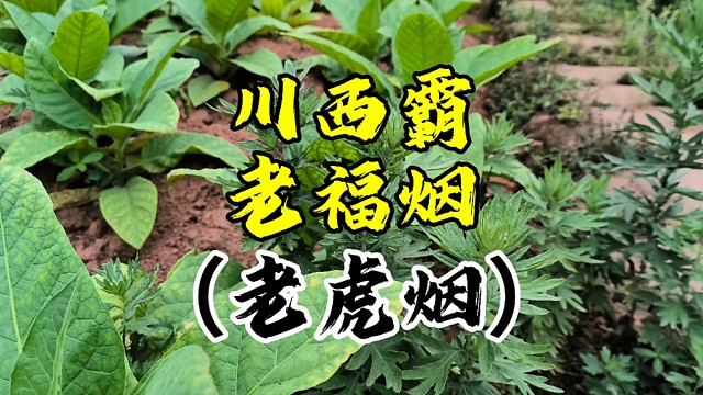 逐渐消失的川西霸老品种：福烟，又名老福烟，老虎烟，黑老虎，你见过这种原始的烟叶品种吗？你知道为什么种