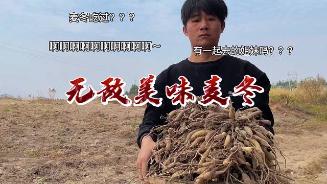 在田野边遇见一株很好的植物天麦冬，农村柴火灶品尝独特的美味