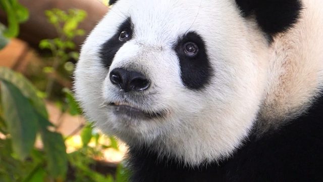 呀~眼神亮晶晶的公主熊