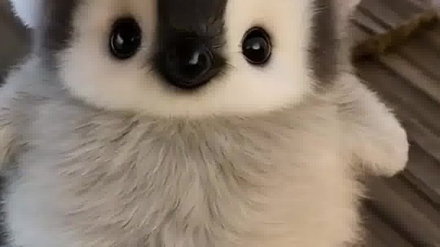 谁不想拥有这么一只可爱的企鹅呢