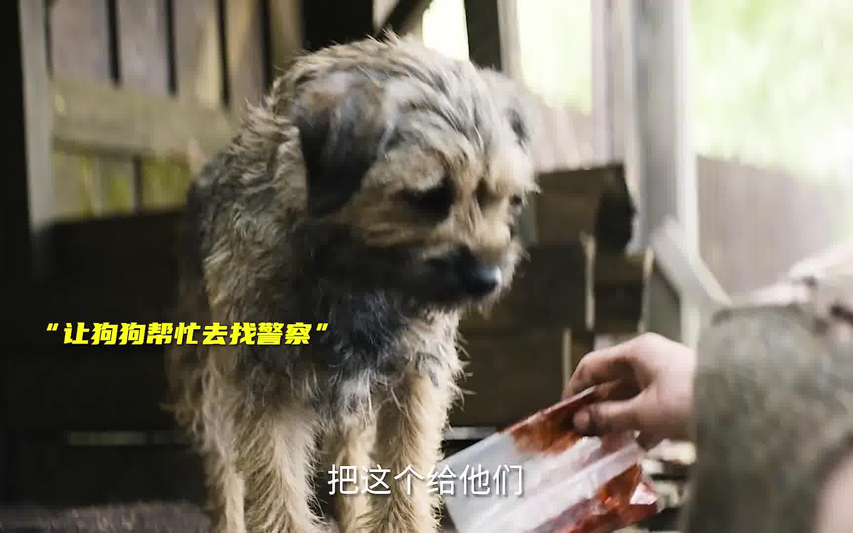 世界破破烂烂 小狗缝缝补补