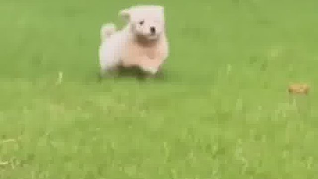 每个茂盛的草堆都离不开小狗的浇灌