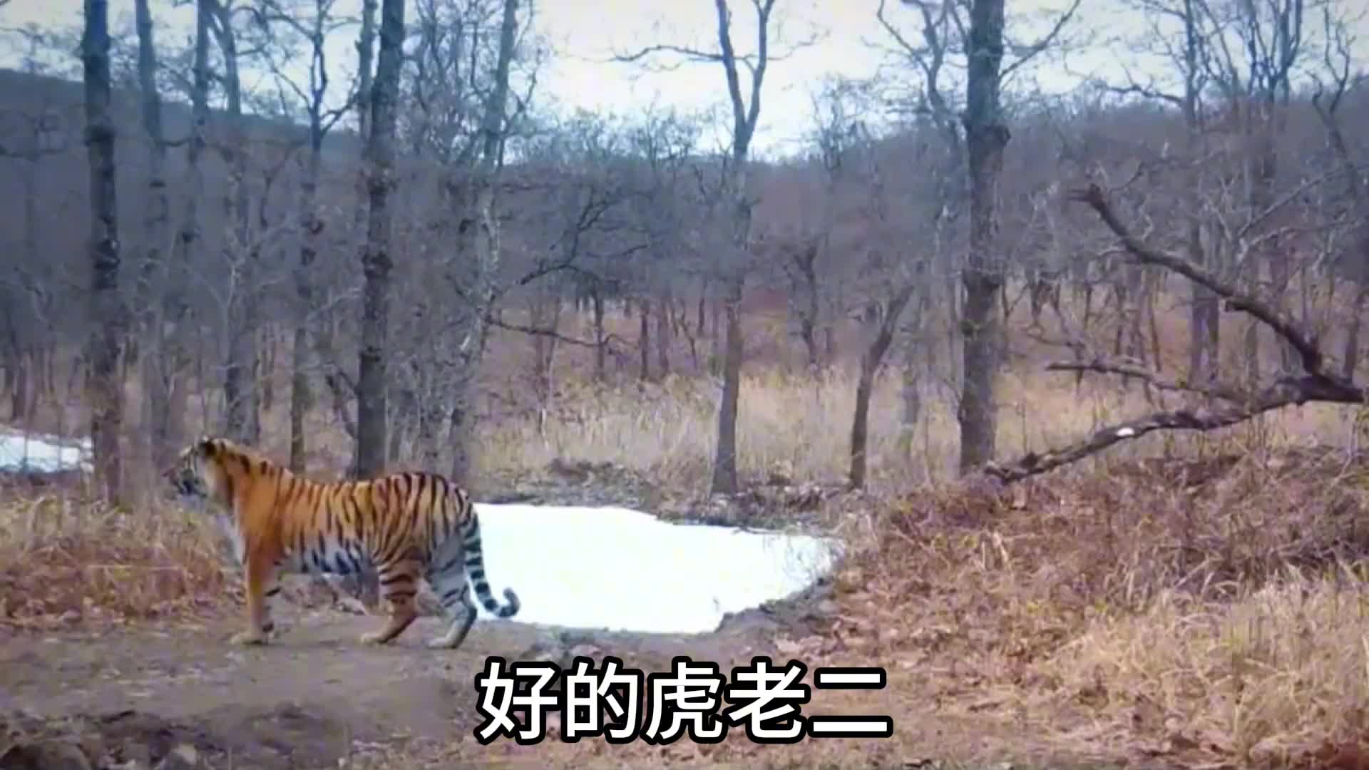 我好像看见了一只猪