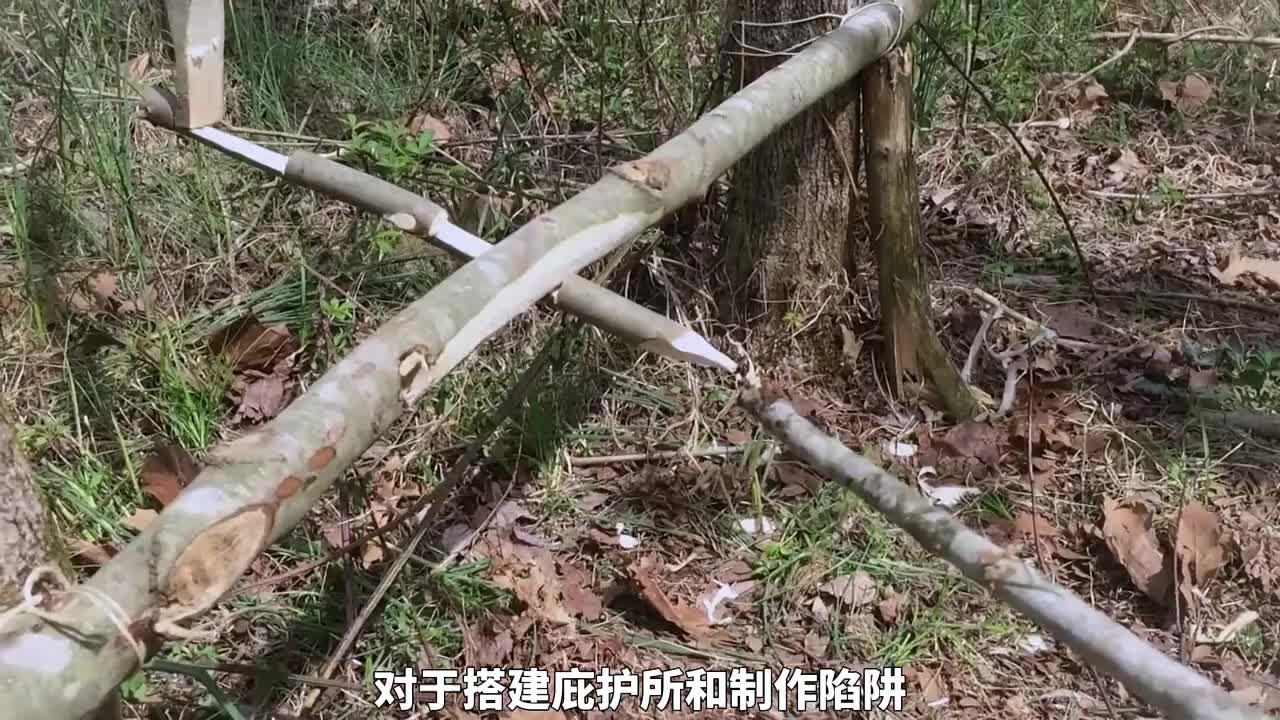 荒野独居第七季作为最精彩的一季，选手们刚落地就射杀了一头豪猪(1)