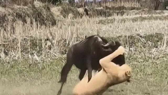 我故意的，不服啊