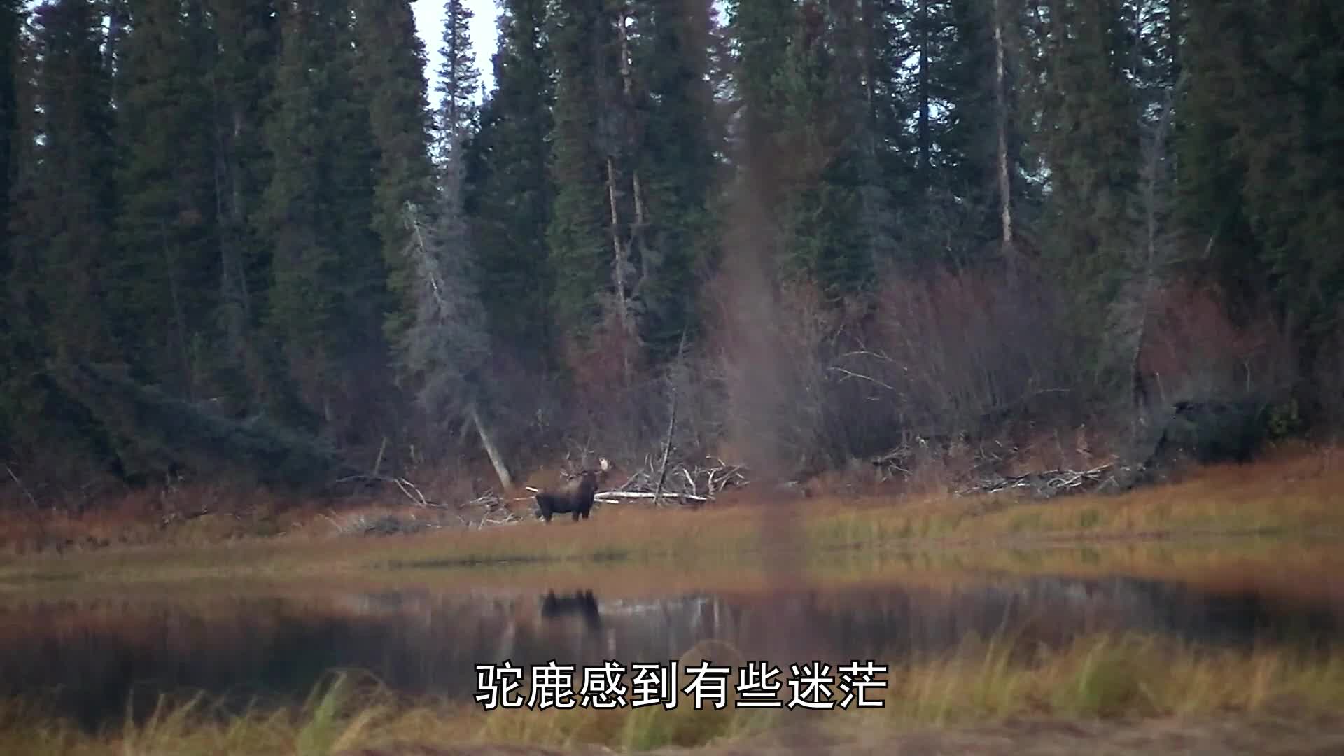 荒野独居第十一季07：  野兽威胁，箭射松鸡