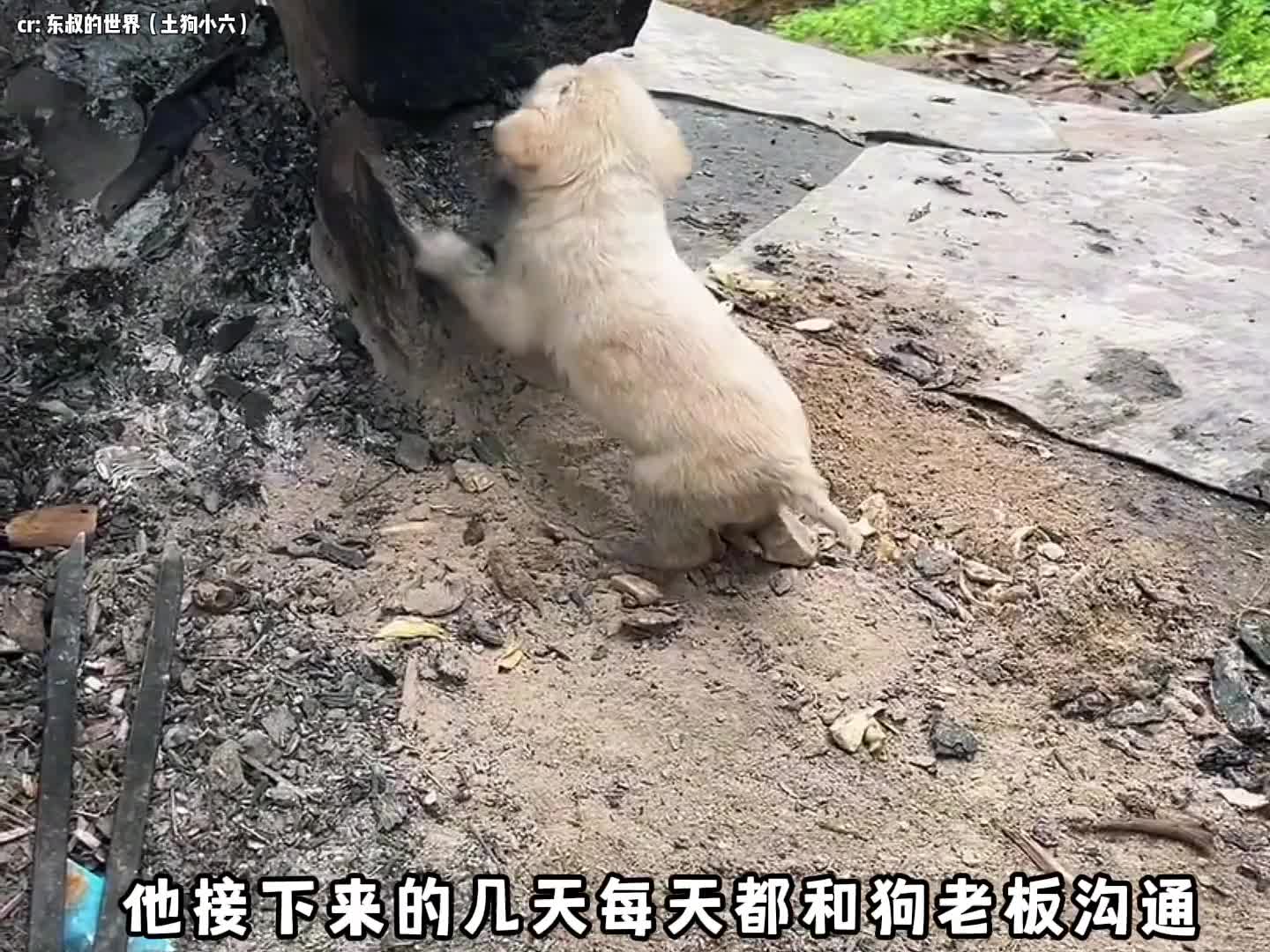 小狗本来会在狗妈妈的虐待下走向生命的最后一刻