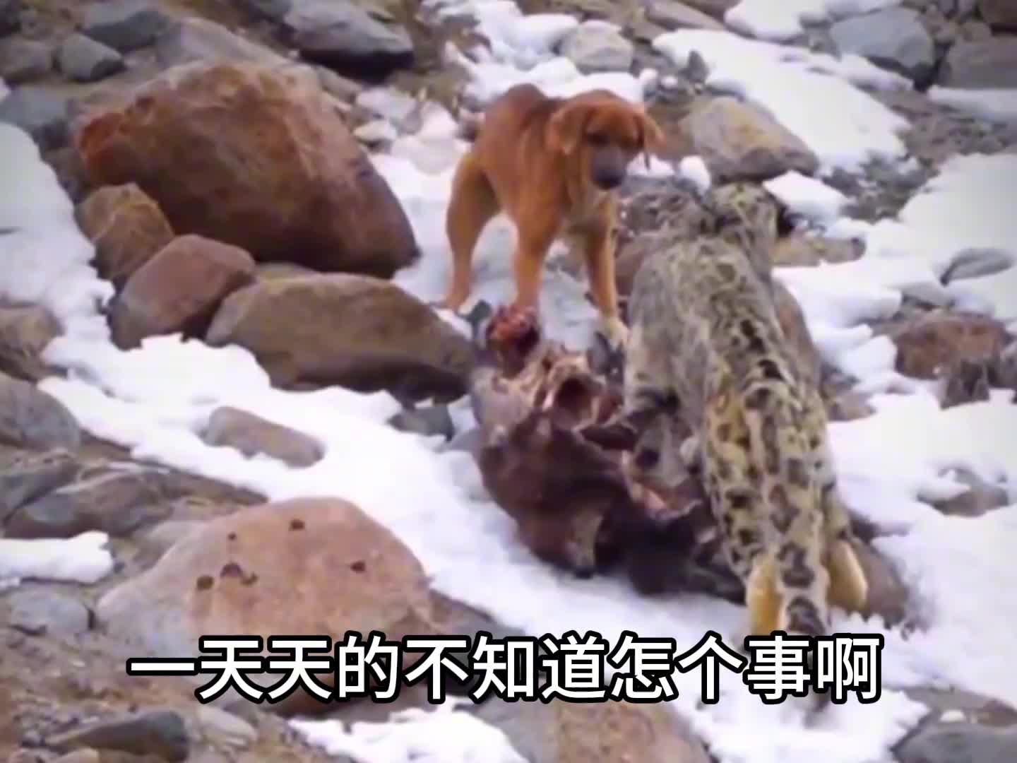 狗子实力不够就用嘴