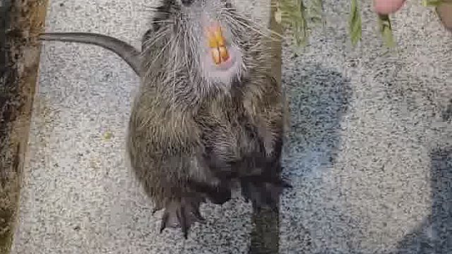 这是一个动物园？开始还以为养殖场呢