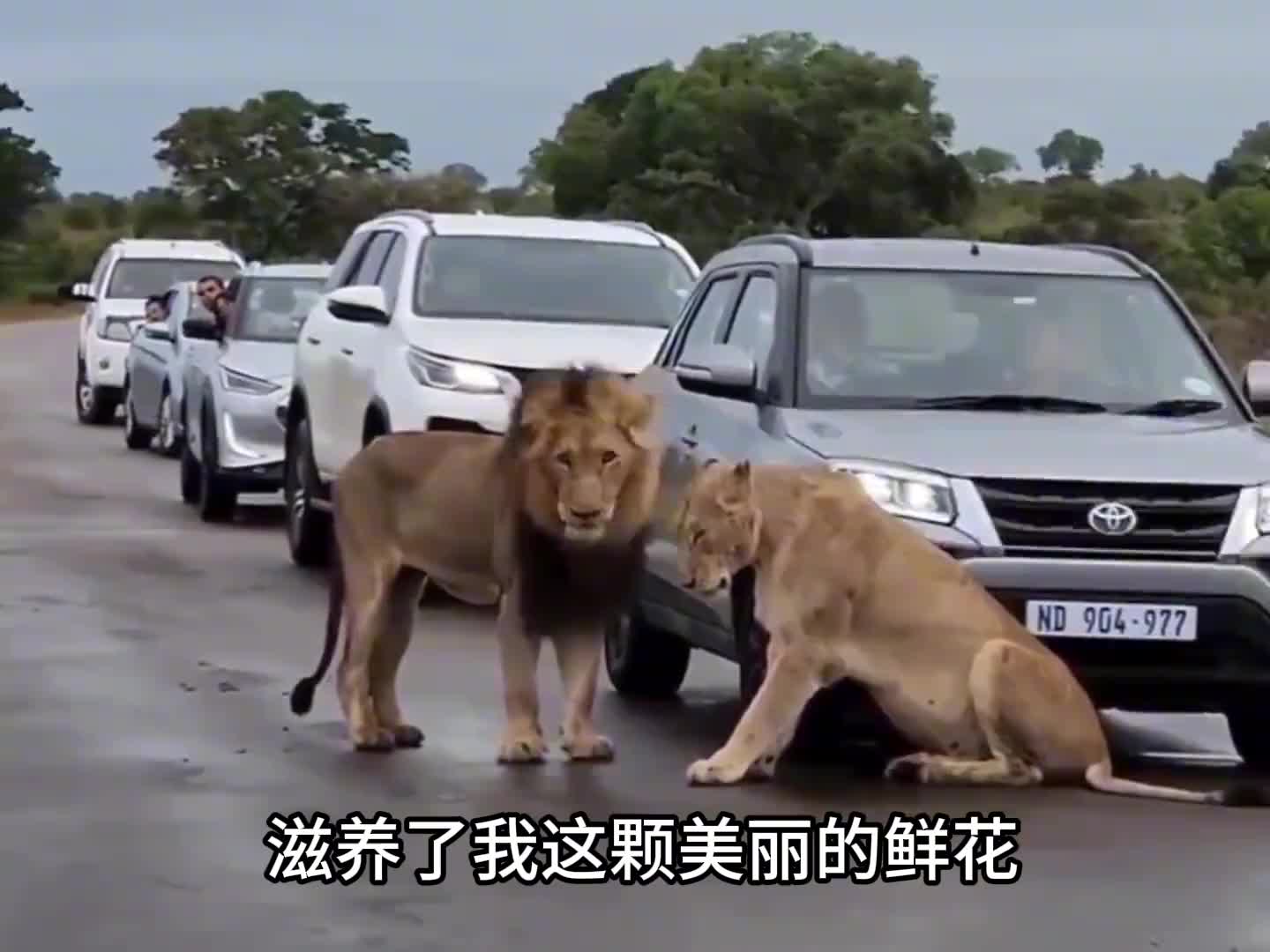 两头狮子相亲失败