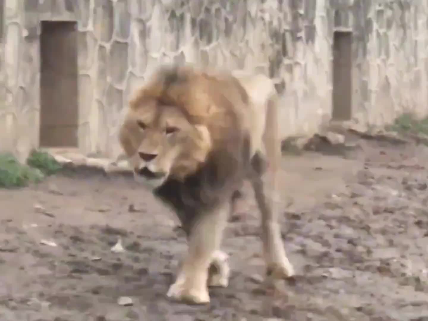 雄狮与老虎脾气都不太好