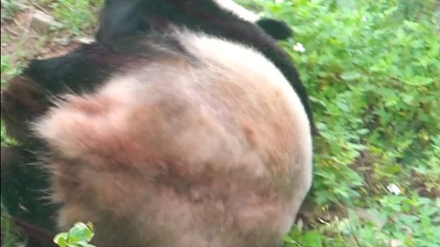 猫为什么脏？请看VCR