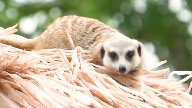 下雨前，整理屋顶的两只小可爱
