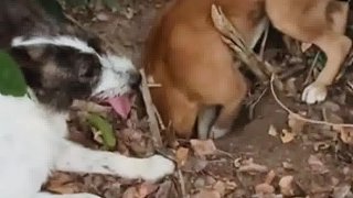枯樹中奇怪的聲音