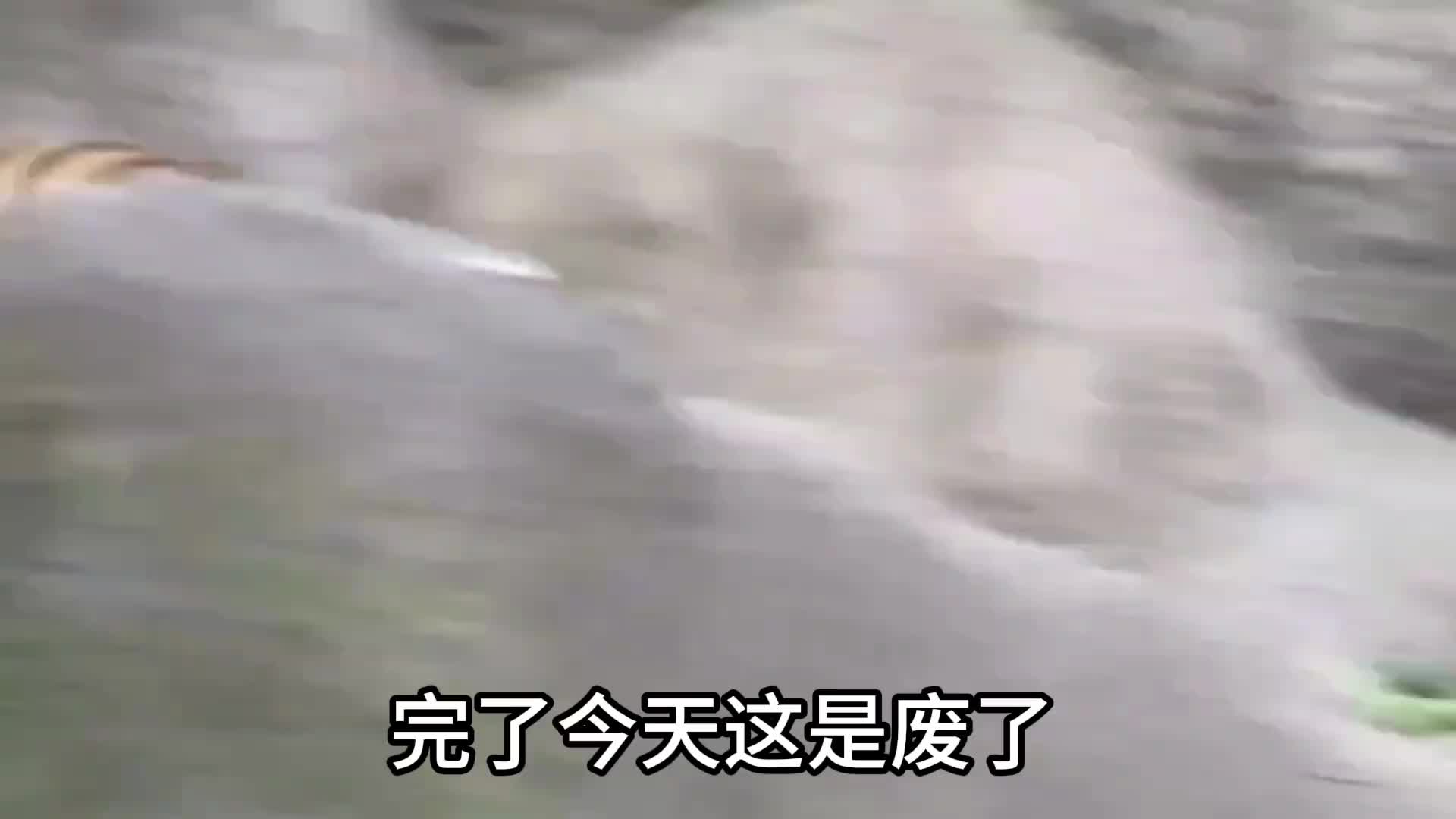 偷偷摸摸的虎老二