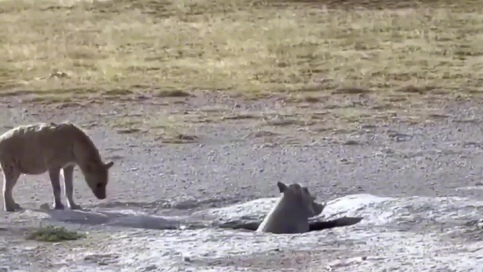 鬣狗找疣猪商务洽谈！