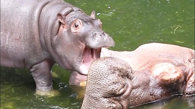 奶凶奶凶的小家伙，也就妈妈宠着你让着你