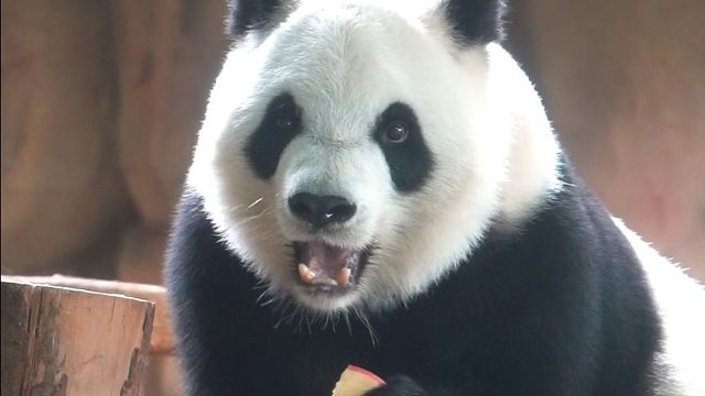 吃到果果眼睛都亮了