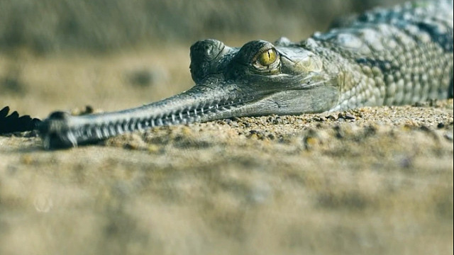 恒河鳄：一条长的很“印度”的鳄鱼！外表张牙舞爪，内心怯懦胆小！