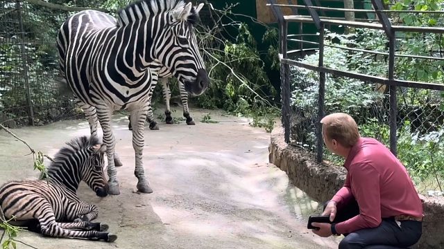 当奥列格园长试图靠近刚出生的小斑马……
