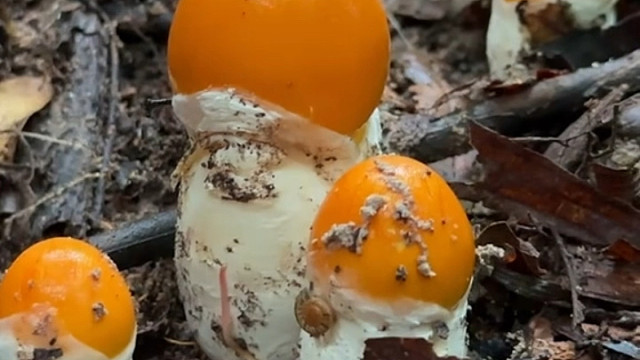 美好的一天从捡菌子开始了