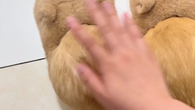 小豚鼠还我拖孩儿！