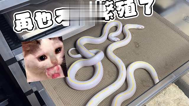 如果有来生，我肯定再也不去玩爬宠繁殖了T_T