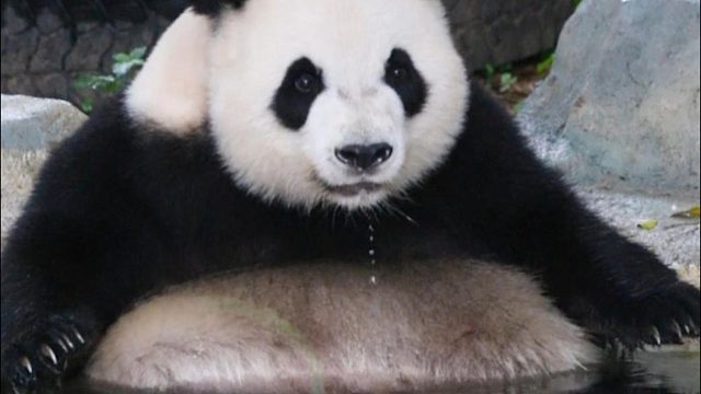 星语：这水怎么甜甜的？（请抢答）