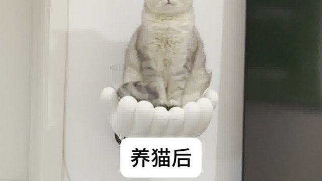 养猫之后，最好剪的视频出现了