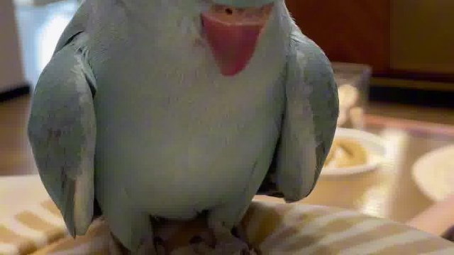 养鸡日记：它刚刚是不是白了我一眼