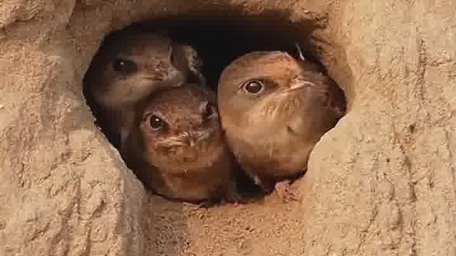 燕子，你过得好我就放心了