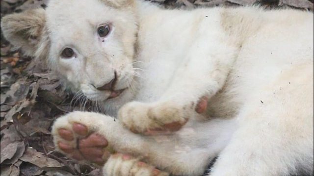 嘿！抓到一只爱啃jio的宝宝