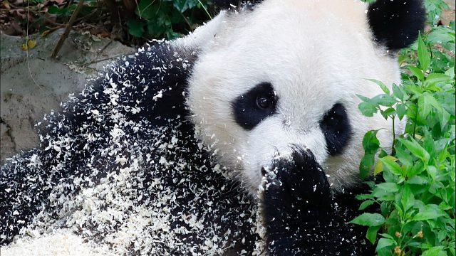 我发布了一个新视频，快来围观吧！