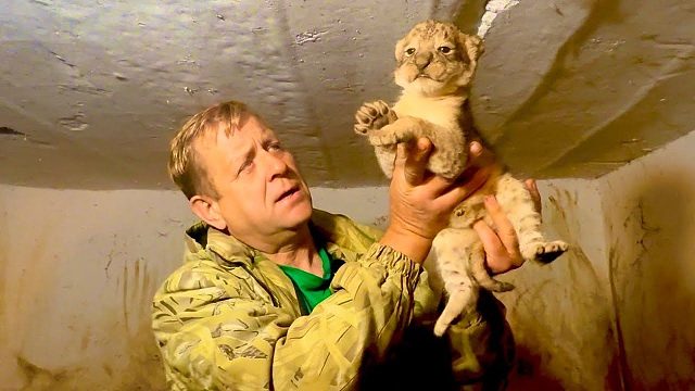 趁母狮子不注意，看看刚出生的狮子宝宝