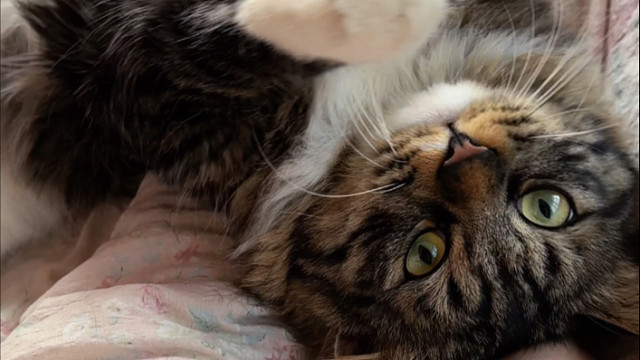 小猫不想让人上班