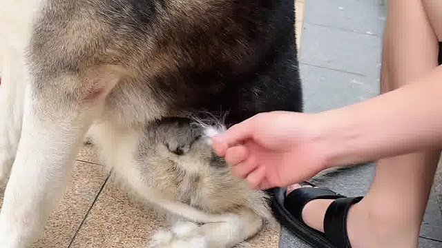 狗：你非要犯贱吗？！