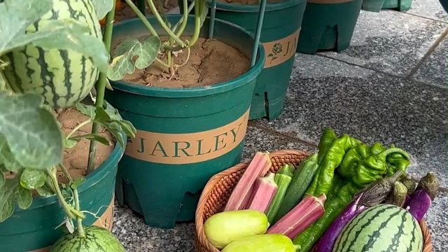 家有小院不愁菜#田园生活