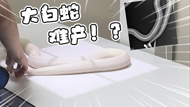 急急急！两米长大白蛇下蛋下到一半突然不下！紧急送医！