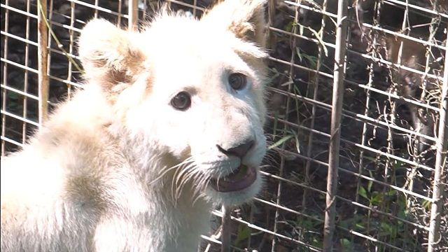 职场老油条对职场小白的首次教学