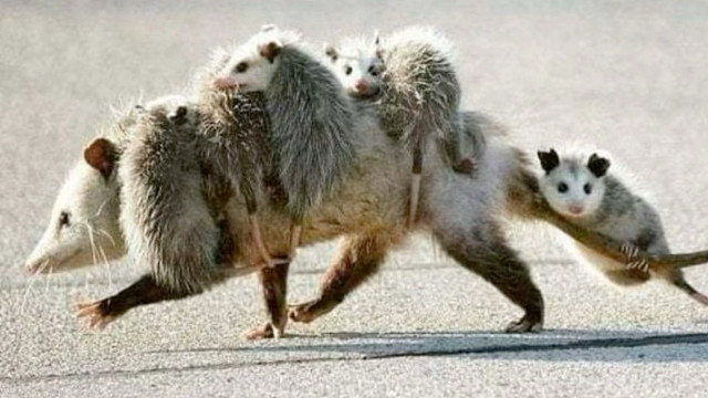 负鼠：如果孩子是甜蜜的负担，这负担着实有些重！