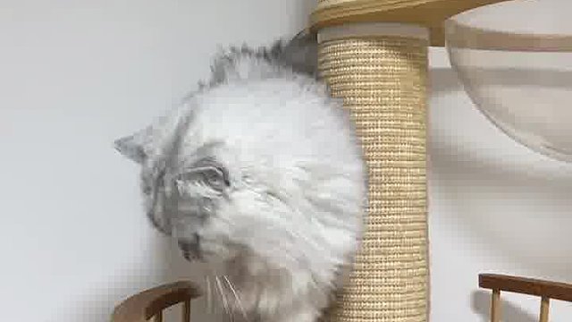 哈哈哈 猫咖主题票票店