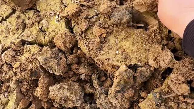 干枯小坑竟然挖出惊喜