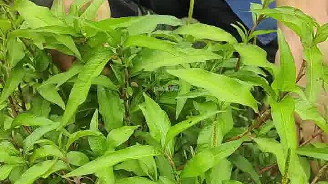 辣蓼草，你了解它的价值吗？