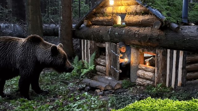森林里是真能遇到棕熊出没！我躲在木屋里，听到了棕熊的喘息声！