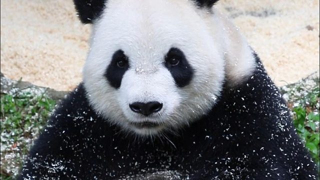 语姐，这是生怕吃到“粽子”吗