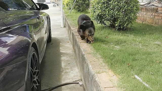 国外合法拍摄—熊出没