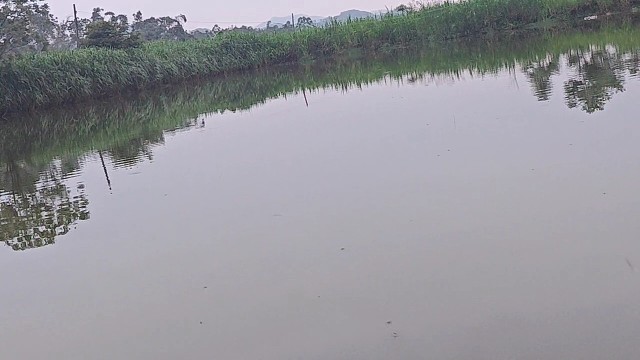 远方的朋友，你们见过这个鱼